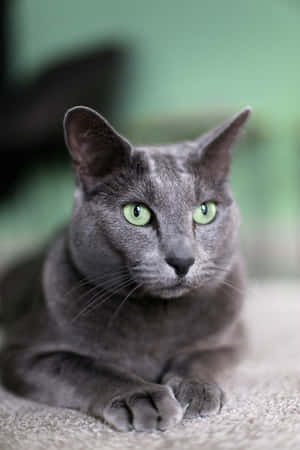 Imagini cu pisici Russian Blue — Honor MagicPad 3 Pro Fundal