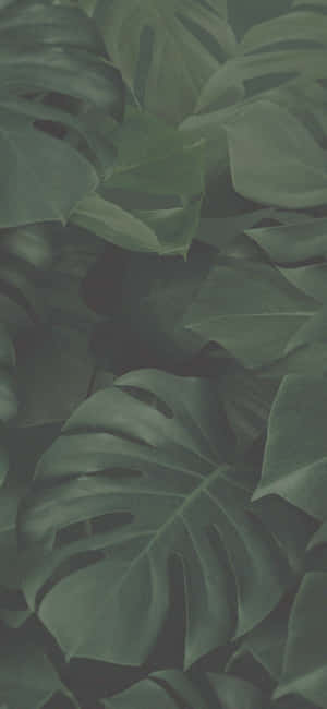 Fond de ecran verde estetic — iPhone 16 Fundal