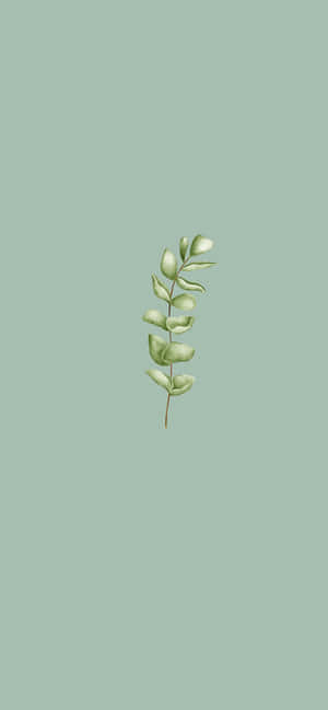 Sage Green Aesthetic pictures — iPhone 16 Pro Max Fundal