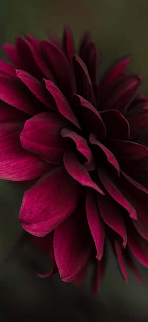 Floare Burgundă — Redmi Note 17 Fundal
