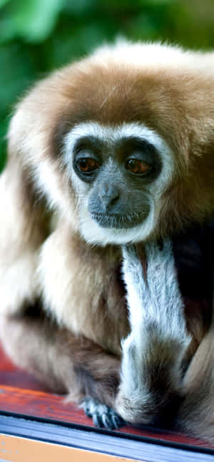 Fundal Iphone Xs Max Gibbon — Oppo F31 Fundal