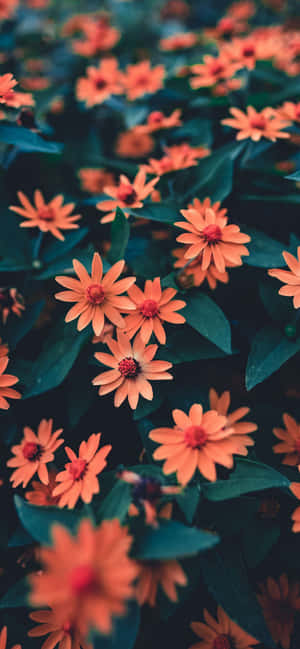 Floare iPhone — iPhone 14 Pro Max Fundal