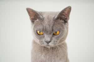 imagini Grumpy Cat — MacBook Pro M2 Fundal