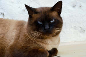 Imagini cu Grumpy Cat — MacBook Pro M3 Fundal