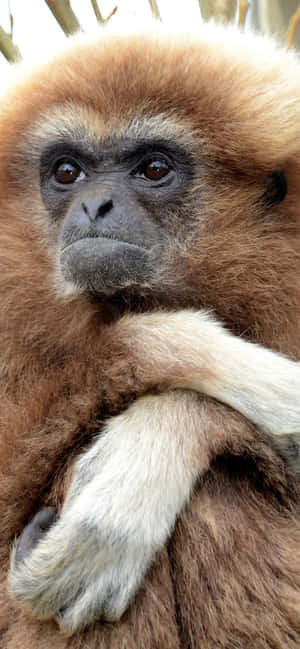 Iphone Xs Max Gibbon Fundal — iPhone 11 Fundal