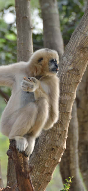 Fond Iphone Xs Max Gibbon — Oppo F Fundal