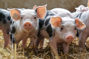 imagini cu animale de fermă — MacBook Air 15 Fundal