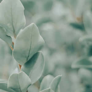Fonduri de ecran estetice verde salvie — Estetică verde GIF Fundal