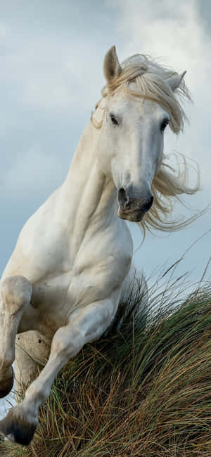 Beautiful Horse iPhone — Xiaomi 18 Pro Fundal