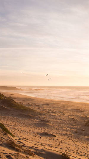 Ocean Beach neutru pentru iPhone — iPhone estetic Fundal