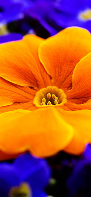 Orange Primrose Flower wallpaper — iPhone 17 Fundal