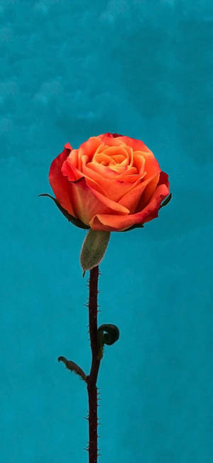 Orange Rose Flower Apple — iPhone 16 Pro Max Fundal