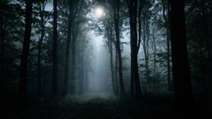 Siluetă misterioasă de pădure întunecată cu ceață și lumină de lună. — Estetică neagră GIF Fundal