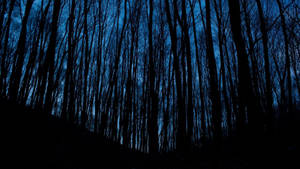 Pădure Nocturnă Estetică Albastru Închis HD — Estetic albastru închis Fundal