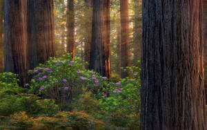 Fond de ecran Pădure Oregon Mov — Zori Fundal