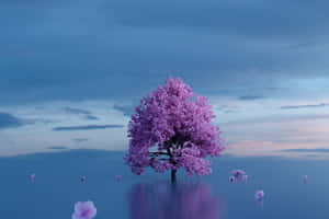 Imagini frumoase