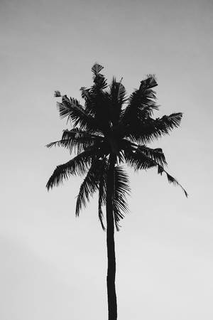 Palmier de Cocos Solitar Alb-Negru — Alb negru estetic GIF Fundal