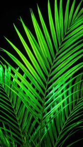 Frunze de palmier verde neon iluminate pe fundal negru. — iPhone 5 Fundal