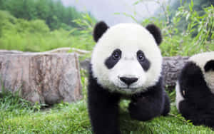 Fundal Panda — Panda Fundal