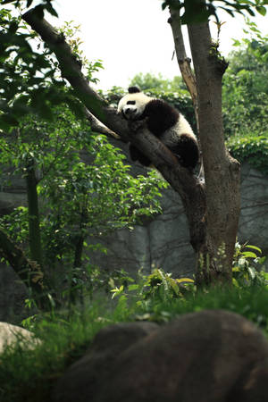 Panda adorabil dormind pe creangă – fundal de perete