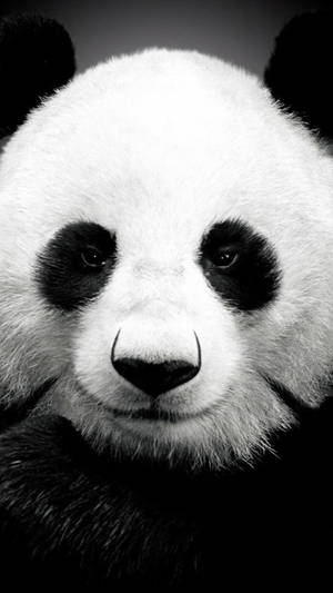 Panda Gigantic iPhone 6 — iPhone 6 Fundal