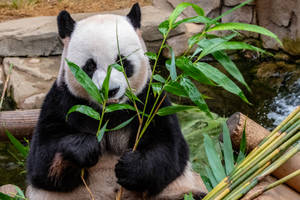 Tapet cu panda mâncând crenguțe de iarbă de bambus.