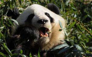 Panda mestecând mâncare – fundal de perete de aproape