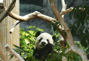 Panda pe creangă mâncând bambus – fundal de perete