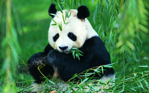 Panda uriașă mâncând frunze