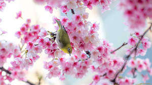 Pasăre Drăguță de Primăvară pe Sakura