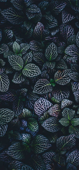 Plante iPhone — Galaxy A18 Fundal