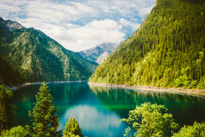 Tapet cu Peisaj Natural Verde