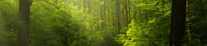 Fundal 4k Natură — Natura 4K Fundal