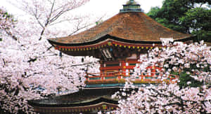 imagini Japonia — Japonia GIF Fundal