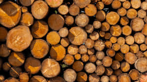 buștean, culori, capăt, foc, fibră, material, aspru, rotund, secțiune, stoc, anual, industrial, grămadă, stivă, suprafață, cherestea, tăiat, pin, rural, trunchi — Surface Fundal