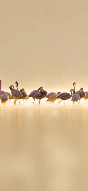 Flamingo Fotografie iPhone — Răsărit Fundal