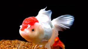Tapet pește gold cool Oranda