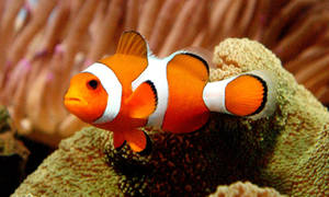 Tapiseria pește Nemo cool pe recif de corali