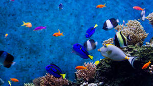 Peștișori mișto în oceanul albastru profund wallpaper