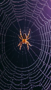 Fotografie macro a unei pânze de păianjen cu rouă și păianjen — Atmosferă de Halloween Fundal