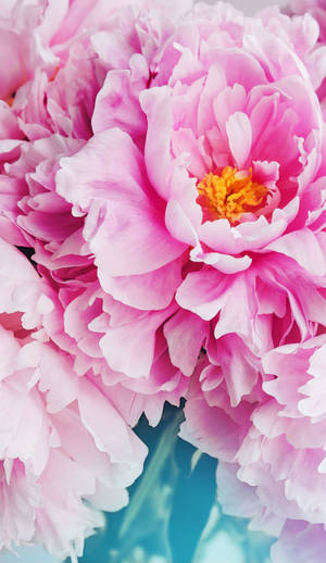 Pink Petale Florale iPhone — Floare iPhone Fundal