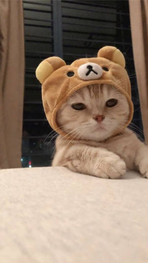 Pisică drăguță cu pălărie Rilakkuma — Maro estetic GIF Fundal