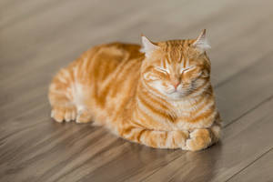 Pisică roșcată tabby PFP