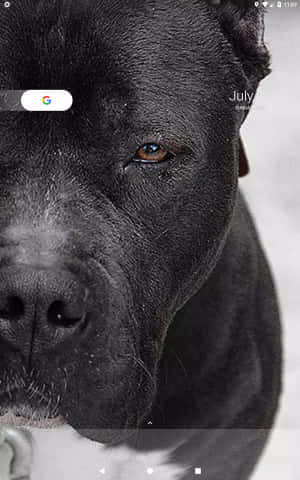 Pitbull Negru — Pixel Tablet Fundal
