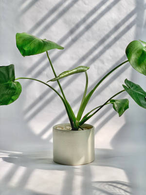Planta în Ghiveci Albă Estetică — Estetică plantă Fundal