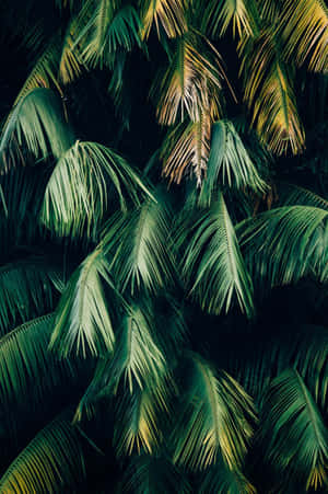Planta verde estetică — Estetică verde GIF Fundal