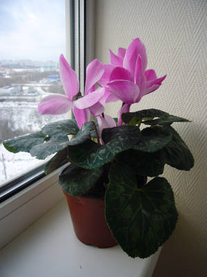 Fond de ecran plantă cyclamen de casă — 3:4 Fundal