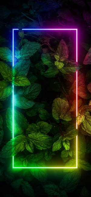 Plante cu Margini Neon Estetic iPhone — iPhone 16 Plus Fundal