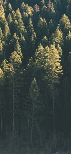 Trees Iphone — Redmi Note 17 Fundal