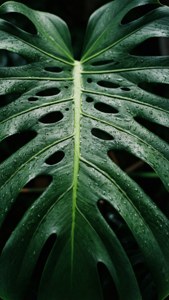 O fotografie macro a unei frunze de monstera cu picături de ploaie sclipitoare, întruchipând prospețimea. — Estetică verde GIF Fundal
